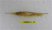 藏品(條紋鰕魚)的圖片